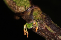 Callimedusa tomopterna