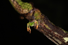 Callimedusa tomopterna