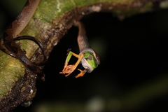 Callimedusa tomopterna