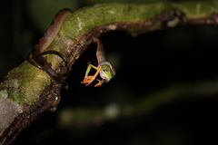Callimedusa tomopterna