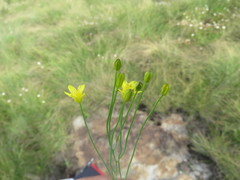 Eriospermum abyssinicum