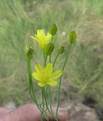 Eriospermum abyssinicum