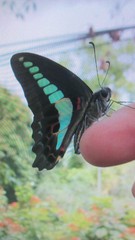 Graphium sarpedon connectens
