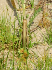 Schistocerca pallens