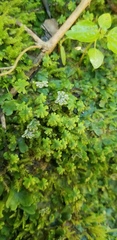 Marchantia inflexa