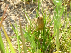 Schistocerca pallens