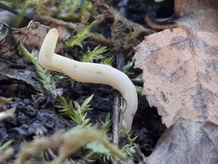 Clavaria falcata