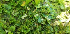 Marchantia inflexa