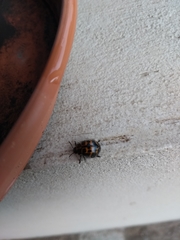 Platyphora congregata