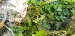 Marchantia inflexa