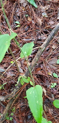 Smilax moranensis
