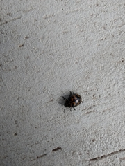 Platyphora congregata