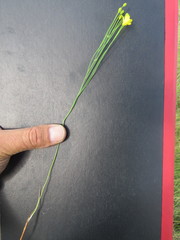 Eriospermum abyssinicum