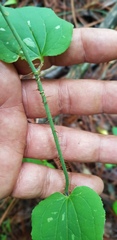 Smilax moranensis