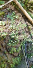 Marchantia inflexa