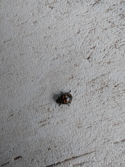 Platyphora congregata