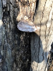 Lannea schweinfurthii