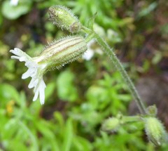 Silene khasiana