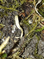 Clavaria falcata