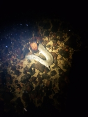 Necturus maculosus