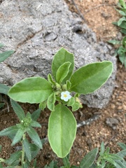 Limeum viscosum transvaalense