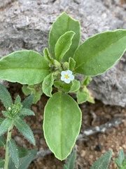 Limeum viscosum transvaalense