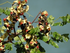 Adenanthera pavonina