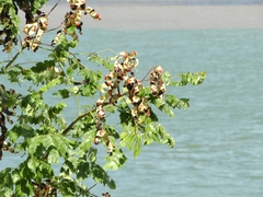 Adenanthera pavonina