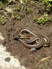 Thamnophis cyrtopsis cyrtopsis