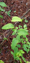 Smilax moranensis