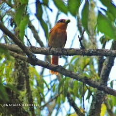 Pachyramphus
