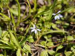 Lobelia pedunculata
