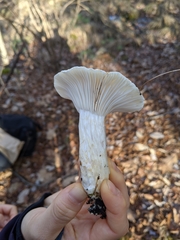 Hygrophorus