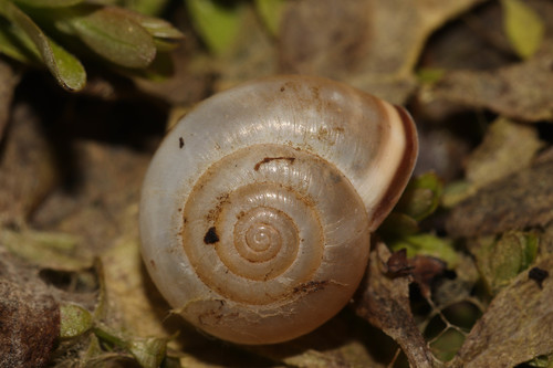 Carthusian Snail