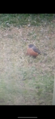 Turdus migratorius