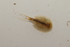 Triops cancriformis