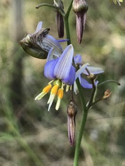 Dianella amoena