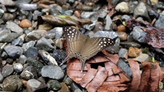 Marpesia merops