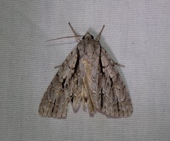 Acronicta texana