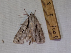 Acronicta texana