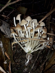 Britzelmayria multipedata