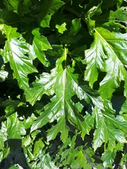 Acanthus mollis