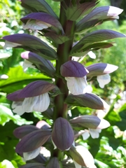 Acanthus mollis