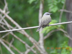 Tyrannus melancholicus image