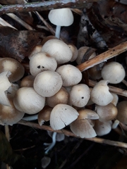 Britzelmayria multipedata