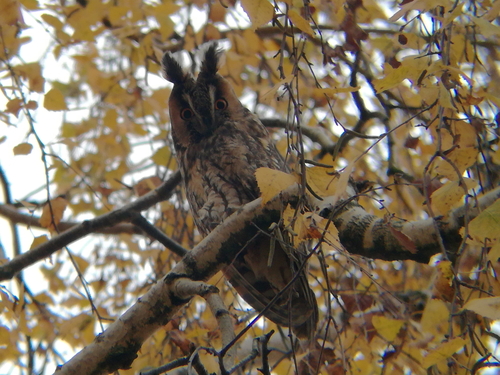 Mala ušara (Asio otus)