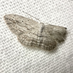 Scopula desita