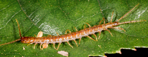 Craterostigmus crabilli · iNaturalist