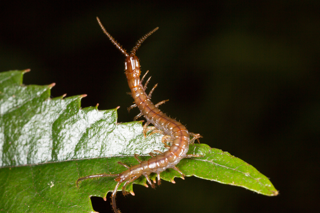 Craterostigmomorpha
