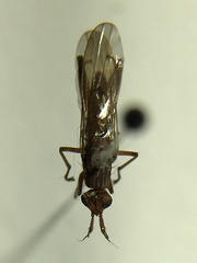 Sciomyzoidea